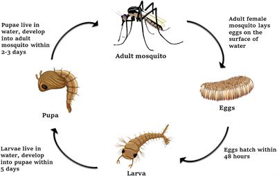 Approaches of dengue control: vaccine strategies and future aspects